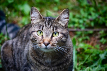 head and body of a green eyed tabbly cat
