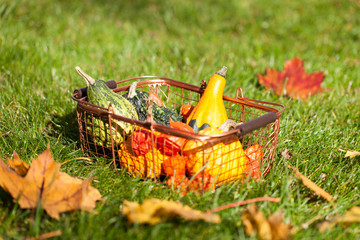 Jesienna kompozycja dyń w koszyku na trawniku - 239035387