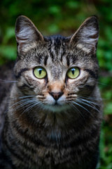 tall headshot of tabby cat with bright green eyes