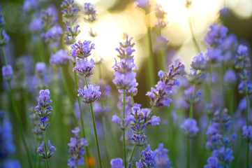 Close up purple lavender flower full bloom condition