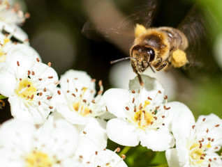 Wasp on a wild white flowers, macrophotography