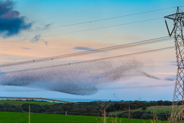 Huge flock of starlings by a electricity pylon in the countryside