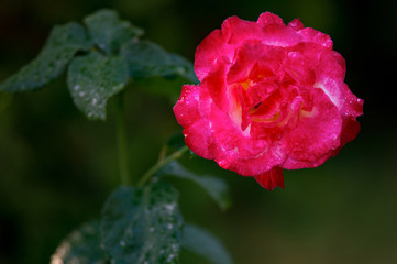 Delicate pink rose after rain with drops of water