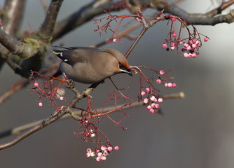 Waxwing