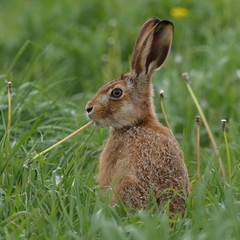 Brown Hare
