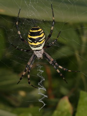 Wasps Spider
