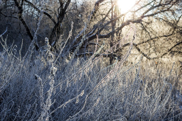 Snow in a frosty morning on plants in nature
