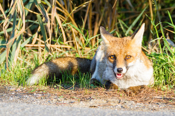 Alberese (Gr), Italy, fox in the Maremma regional park, Italy