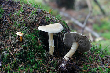 Stropharia hornemannii, called luxuriant ringstalk and lacerated stropharia