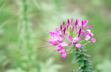 Close up of Cleome flower (spider flowers)