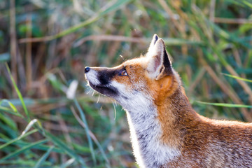 Alberese (Gr), Italy, fox in the Maremma regional park, Italy