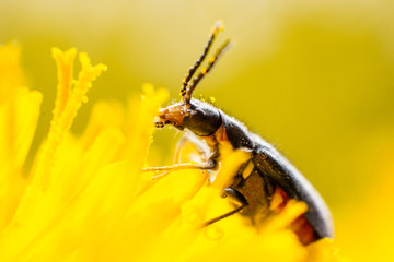 Fototapeta premium Wasp on a yellow wild flower, macro