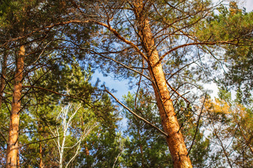 Upper Branches Of Woods In Coniferous Forest. Low Angle View. Summer Pinewood, Tall Thin Evergreen Pines. Russian Nature