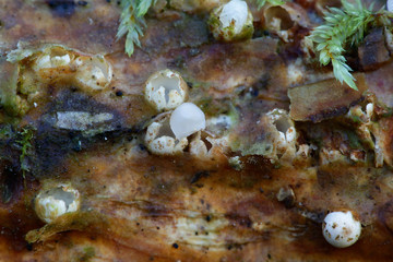 Sphaerobolus stellatus, commonly known as the cannon ball fungus