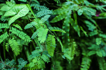 sensitive compound leaf of Mimosa pudica - sensitive plant, shame plant, touch-me-not.