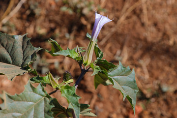 Gemeiner Stechapfel, Datura stramonium var. tatula