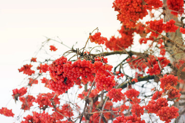 Viburnum In The Snow. Beautiful winter.