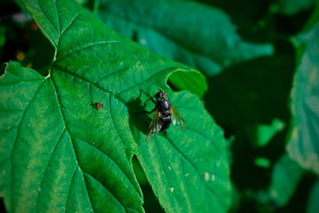 Fototapeta premium Mosca grande en hoja verde