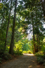 light and shadow on path in forest during summer in washington