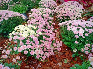 Flower garden vol.90