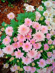 Fliwer garden vol.91