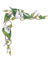 Watercolor flowers frame.