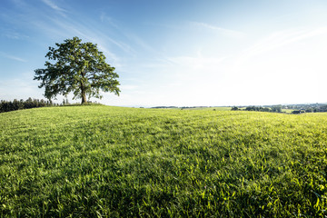Baum bei M&uuml;nsing, Bayern, Deutschland.