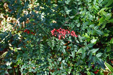 赤い木の実
