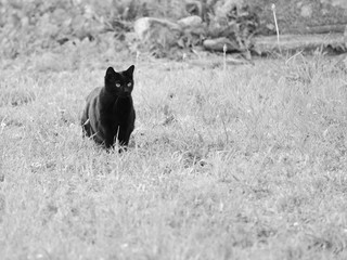 Chat noir .