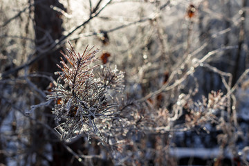 Christmas tree branches in the snow, beautiful view in winter