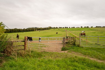 Horses