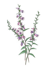 Botanical illustration of campanula.