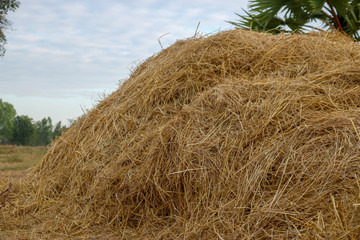 Fototapeta na wymiar bale of straw in a field