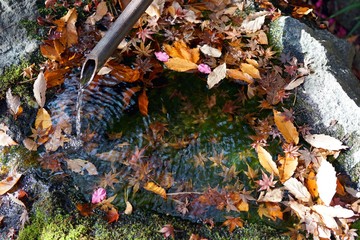 Obraz premium 紅葉の落ち葉と流水