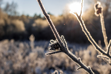 Tree branches covered with frost on a frosty winter morning