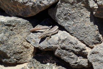 Gallotia caesaris, Small Canarian lizard basks on rocks