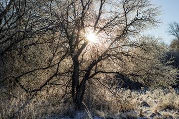 Sunlight through tree branches on a frosty morning, cold morning