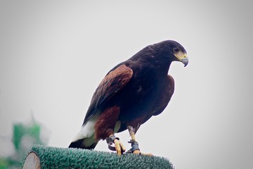 Aguila