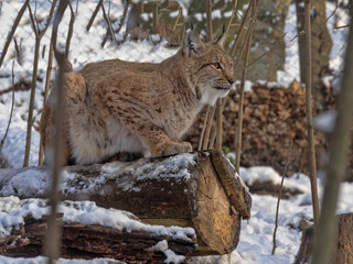 Obraz premium Scandinavian lynx, Lynx lynx lynx, lies on a tree trunk