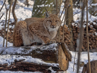 Scandinavian lynx, Lynx lynx lynx, lies on a tree trunk