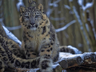 Snow leopard, Uncia uncia, female with grown young