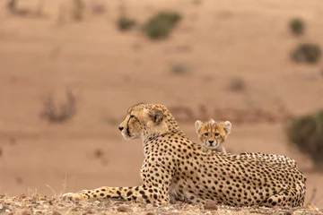 Safety of Mom © Seymour
