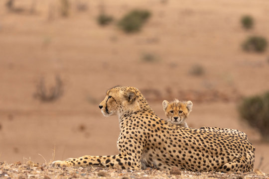 Safety of Mom