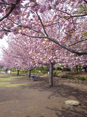 練馬区 立野公園の桜