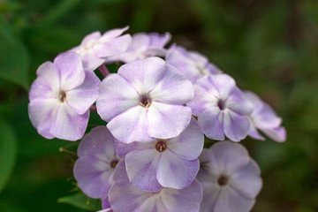 white, violet flowers of phlox,close up