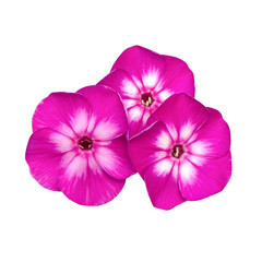 white, purple flowers of phlox, close up, isolated on a white background