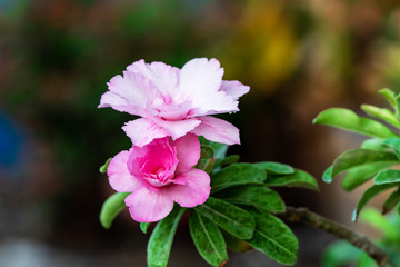 Fototapeta premium Azalea flowers in the garden