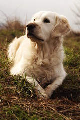 Weißer Golden Retriever mit dreckiger Schnauze liegend