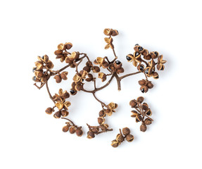 Dry Zanthozylum limonella Alston. spices in thai land on white background. top view