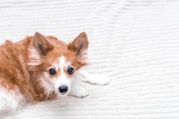 Portrait of a red dog on a white plaid